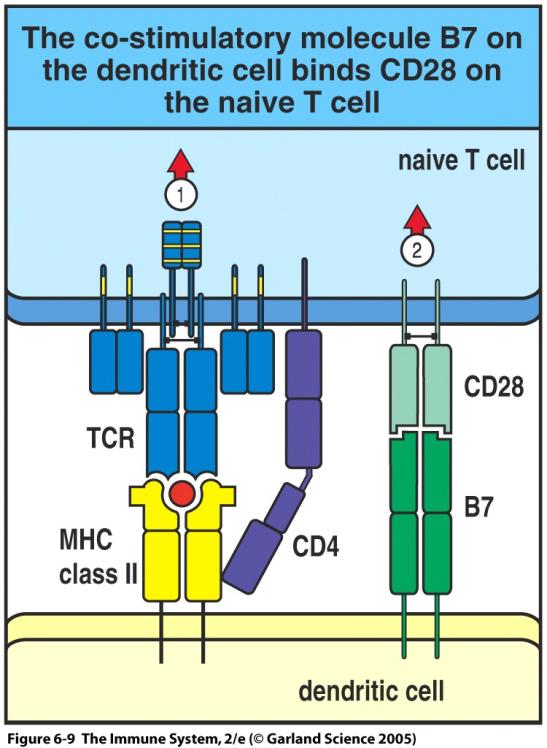 They express costimulatory molecules Mature DC 21 22 Mature dendritic cells express key