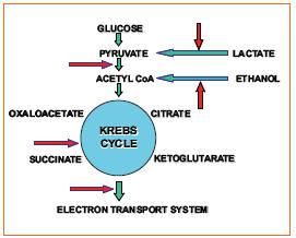 The key physiological activities that are rapidly inhibited in microbial cells are respiration (oxygen consumption), energy generation (ATP synthesis), and growth (reproduction).