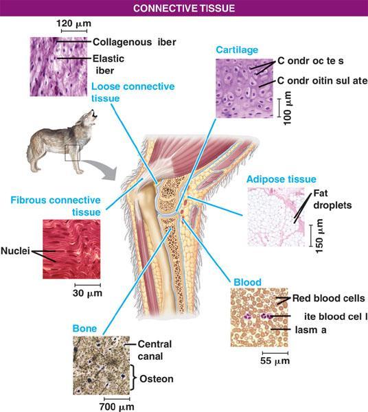 Connective Tissue Collagen Homework Question How does procollagen and the extracellular enzyme collagenase relate to the formation of collagen?