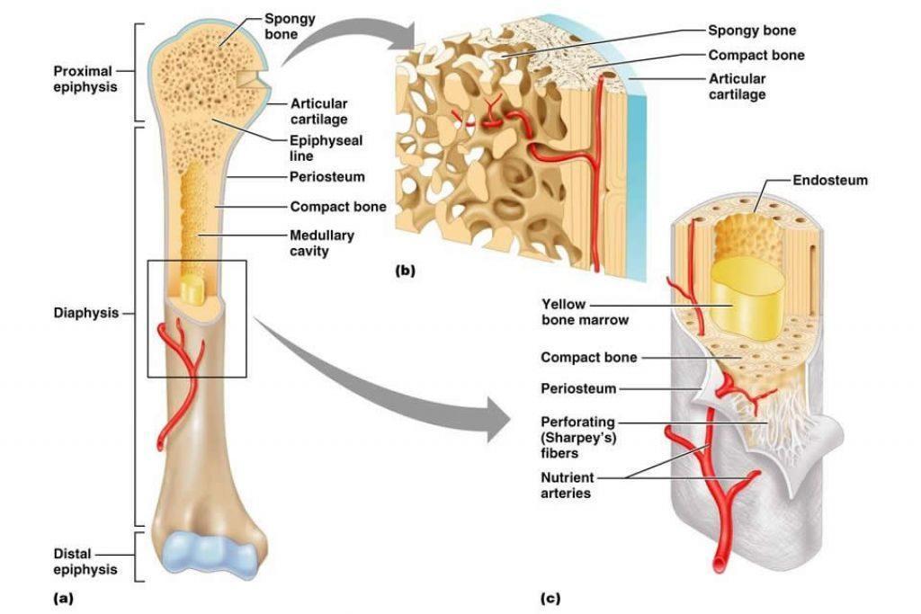 Connective Tissue Skeletal