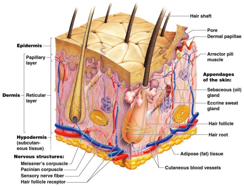 The Skin Dermis Dense Connective Tissue Epidermis outer layer Stratified squamous epithelium Often keratinized (hardened by keratin) Dermis Dense