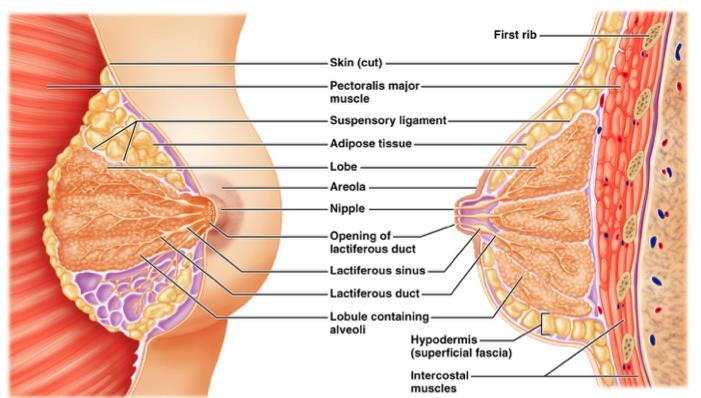 The Breast &