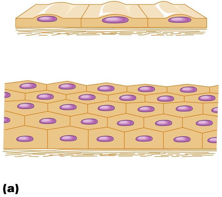 Classification of Epithelia I Number of cell layers