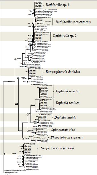 species were identified, including Do. sarmentorum, Do. omnivora, B. dothidea, D.