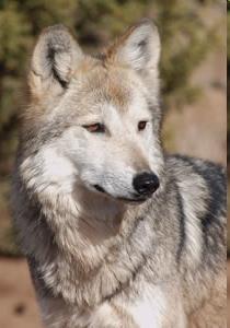 Learning The Mexican Gray wolves had problems after being released back into the wild, because