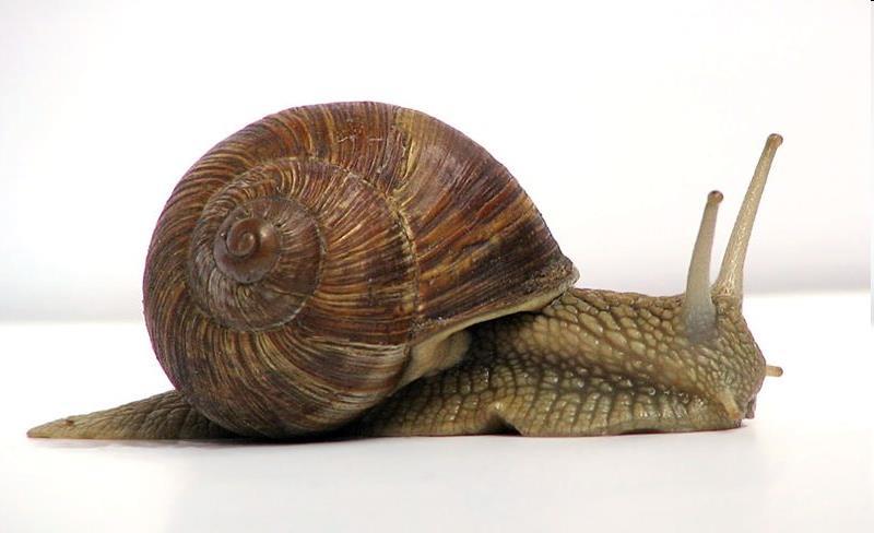 When shots of electric shocks are coupled with squirts of water, the snail will learn to associate the two behavior together.