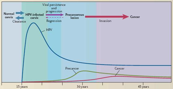 Cytology negatif women Yaş Onkojenik HPV Pozitifliği