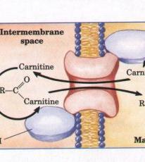 Carnitine-acylcarnine translocase deficincy Case described in 1992 Died age 3 7ral