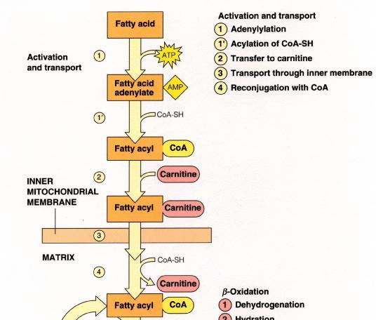 Part 1 activation and transport Acetyl CoA synthetase (ER
