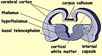 Development of the Diencephalon It develops from the median part of the forebrain. It consists of 2 lateral walls connected by a roof plate & a floor plate, its cavity is called the 3 rd ventricle.