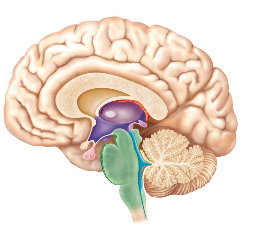 Cerebral hemisphere Corpus callosum Choroid plexus of third ventricle Occipital lobe of cerebral hemisphere Thalamus (encloses third