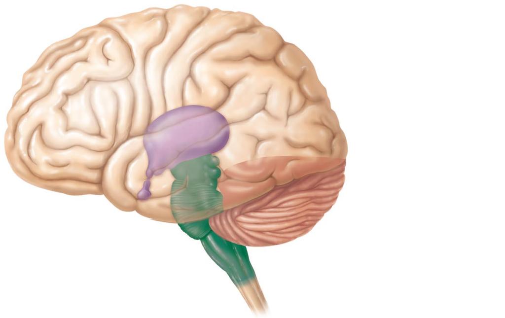 Regions of the Brain Cerebral hemisphere