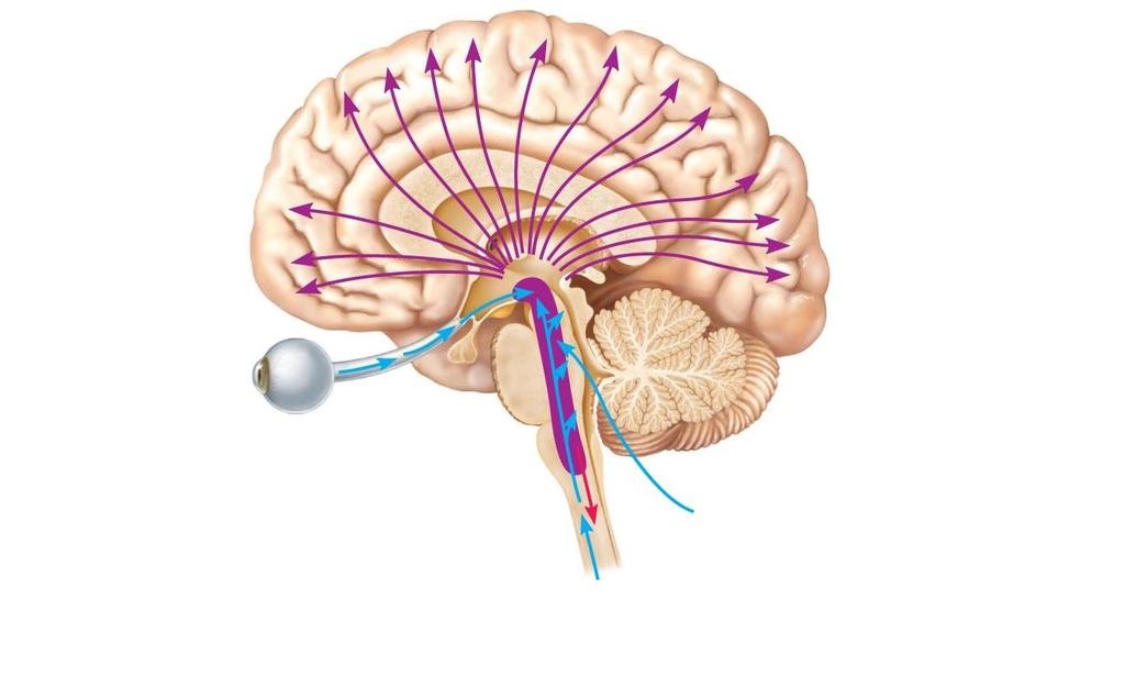 Radiations to cerebral cortex Visual impulses Reticular formation Ascending general sensory tracts
