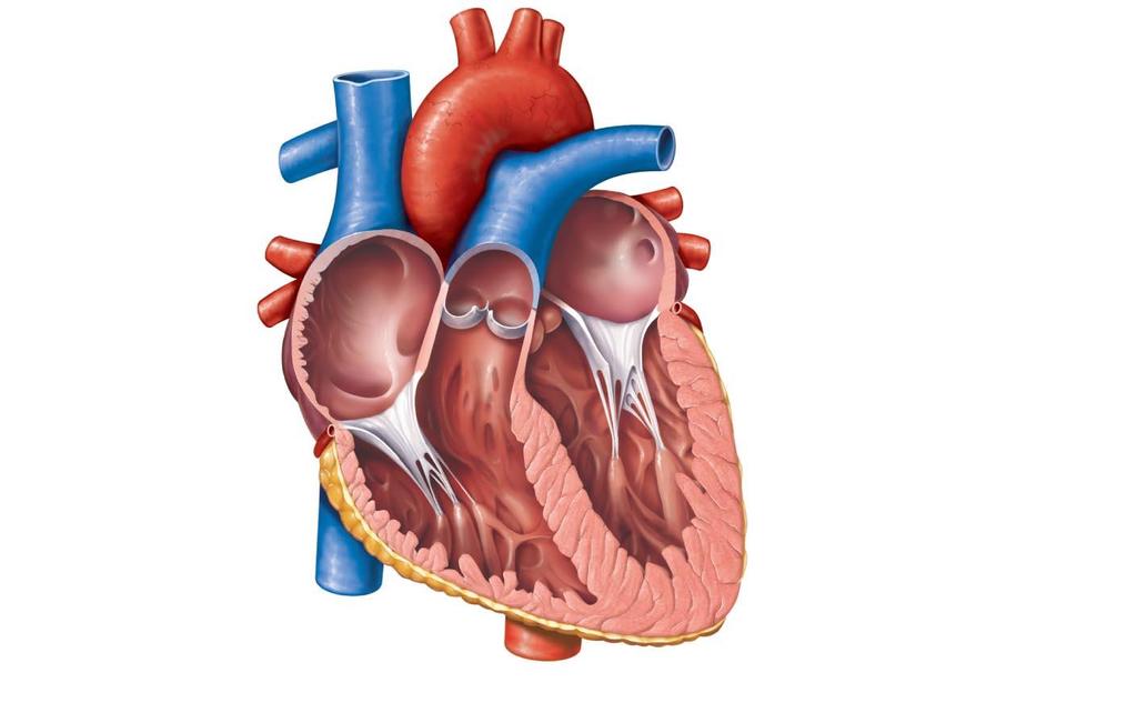 Superior vena cava Right pulmonary artery Right atrium Right pulmonary veins Fossa ovalis Right atrioventricular valve (tricuspid valve) Right ventricle Chordae tendineae Inferior vena cava Aorta