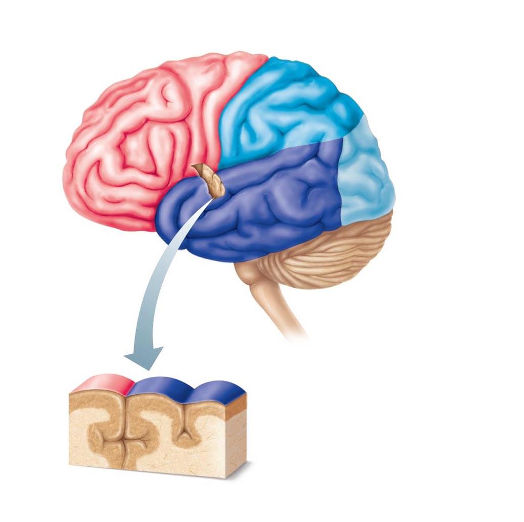 Regions of the Brain: Cerebrum Precentral gyrus Frontal lobe Central sulcus Postcentral gyrus Parietal lobe Parieto-occipital sulcus (deep) Lateral sulcus