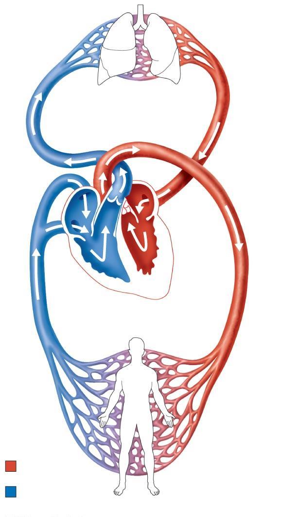 Capillary beds of lungs where gas exchange occurs Venae cavae Pulmonary arteries Pulmonary Circuit Pulmonary veins Aorta and branches Left atrium Left Right ventricle atrium