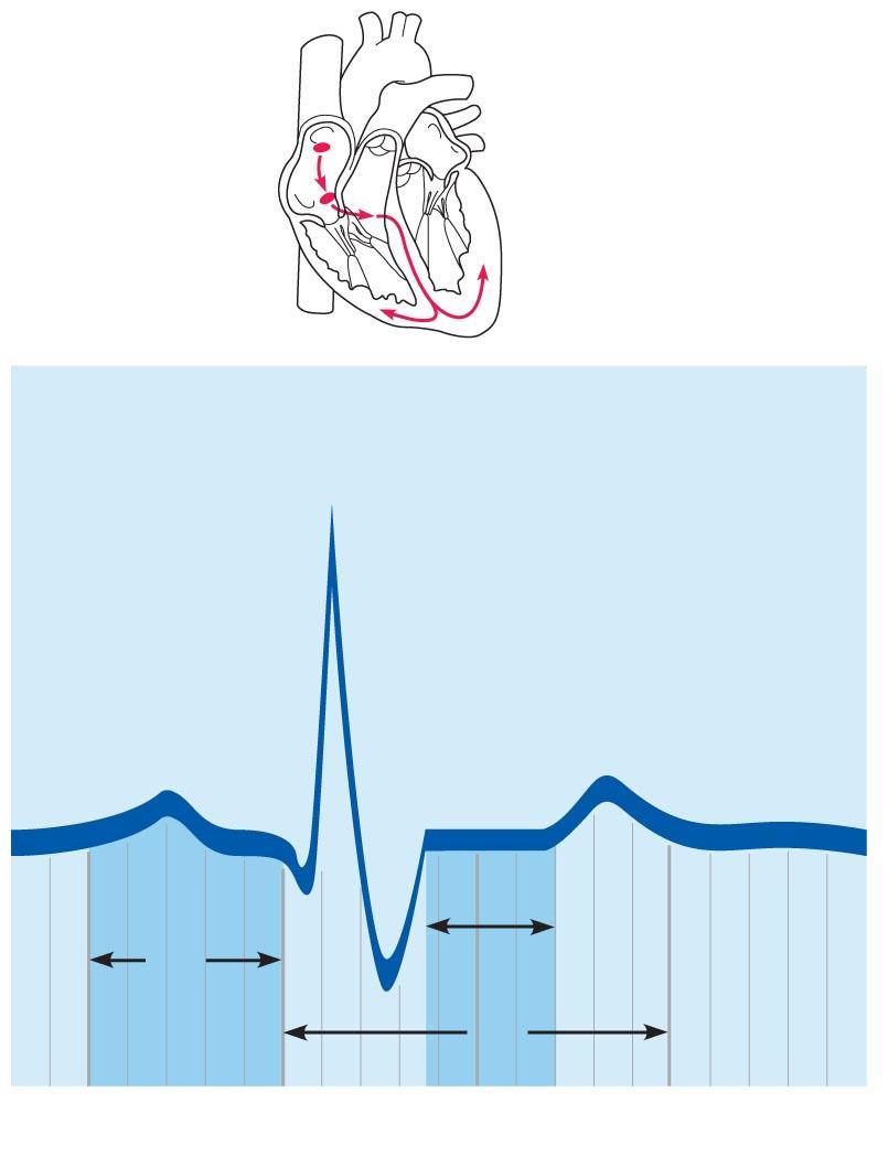 ECG Electrocariogram Sinoatrial node Atrioventricular node QRS complex R Ventricular depolarization Atrial