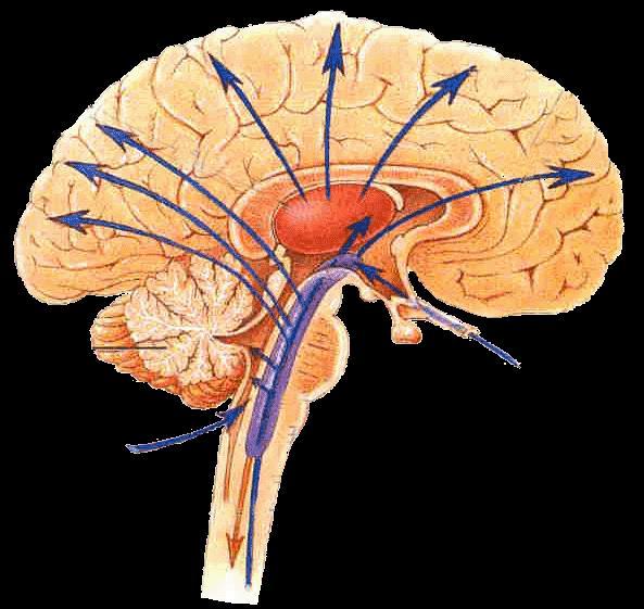 Reticular formation of brain stem Ascending