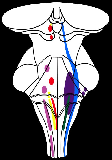 Spinal nucleus of trigeminal n