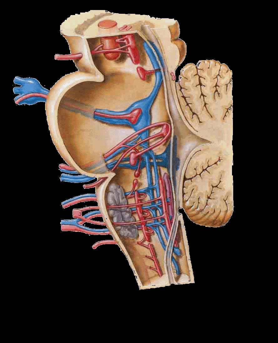 2. Special visceral motor nuclei Innervate the skeletal muscle derived from branchial arches invlved in chewing, making facial expression, swallowing, producing