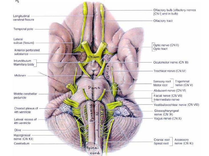 10 pairs of the cranial nerves