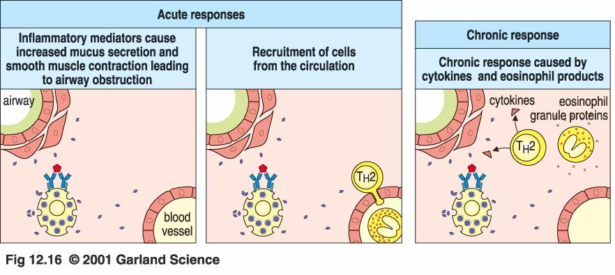 Acute response: Mast cell mediators Chronic response: Recruitment of cells by chemotactic