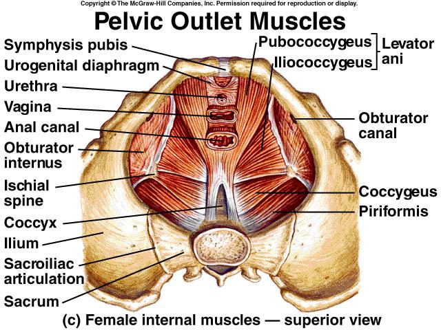 Prime movers sphincter Open and close orifice to