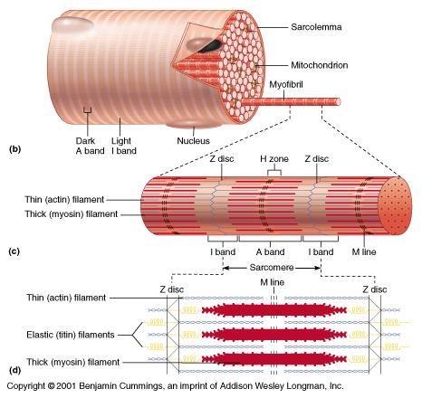 Skeletal muscle cells Thick filaments and thin