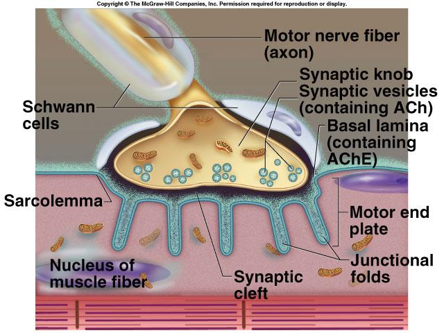 Motor end plate Interface between the motor neuron and the muscle fiber No direct