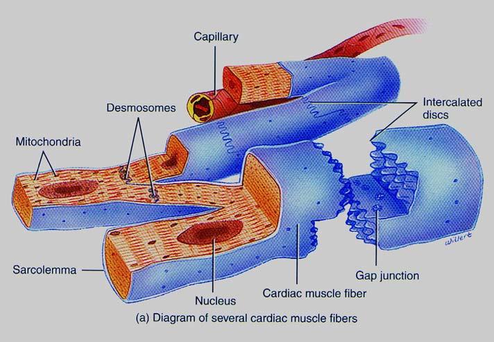 Cardiac muscle Cardiac muscle cells are: Striated