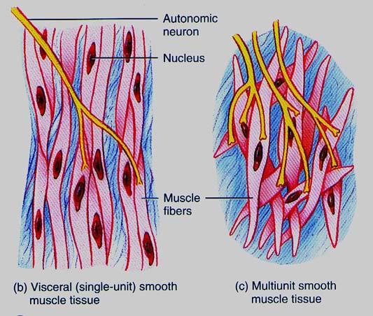 Smooth muscle Smooth muscle cells are: Not striated