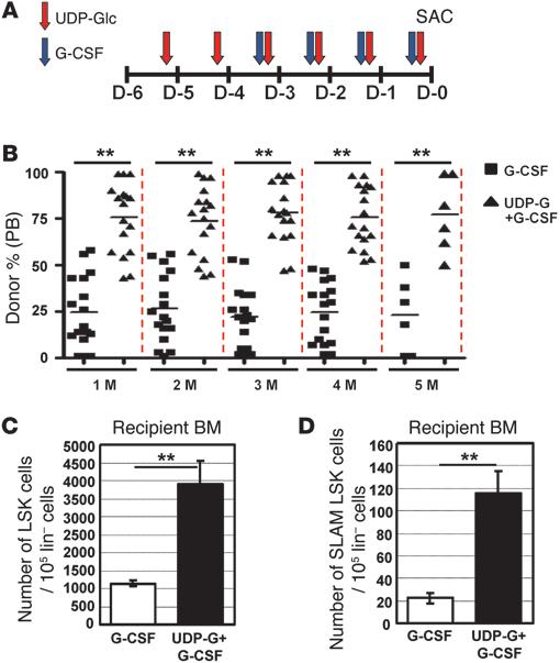 Figure 6 A combination of UDP-Glc and G-CSF has an improved mobilization efficacy over the use of each agent alone.