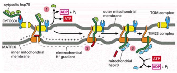 The role of energy in protein import into the mitochondrial matrix Albert B. et. al.