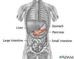 Pancreas Secretes enzymes for digestion Lipase = a fat-digesting enzyme Trypsin = a protein-digesting enzyme AND hormones that regulate absorption and storage of glucose Chyme entering small