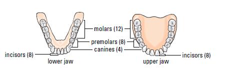 molars (crushing),