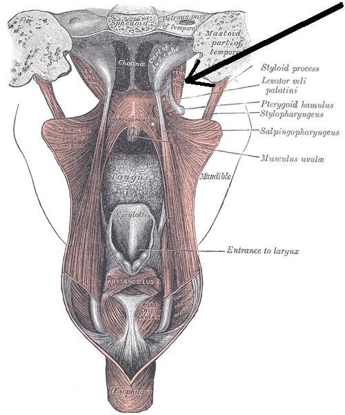 Levator veli palatine Musculus uvulae Tensor veli palatine Palatoglossus