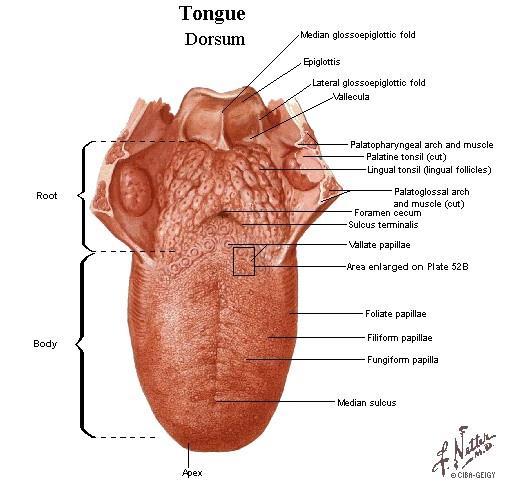 THE TONGUE Median fibrous septum TIP or APEX Base of tongue Dorsum Terminal sulcus Lingual papillae Lingual tonsils