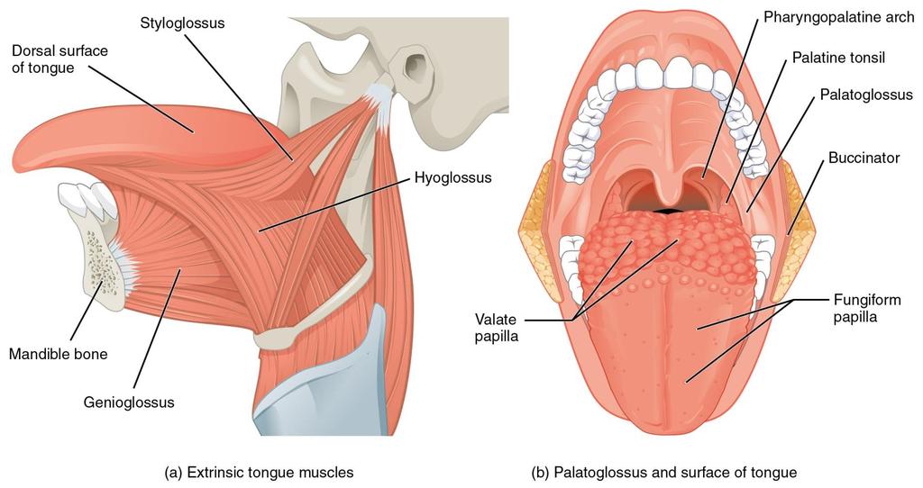 THE TONGUE Anatomy & Physiology.