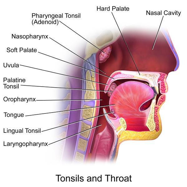 TONSILS Pharyngeal tonsils (adenoids) Palatine tonsils