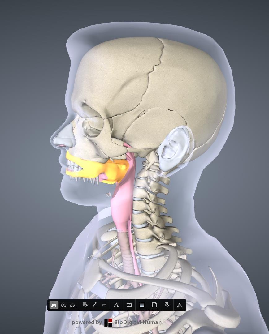 ORAL & PHARYNGEAL ANATOMY Cavities of the oropharynx: