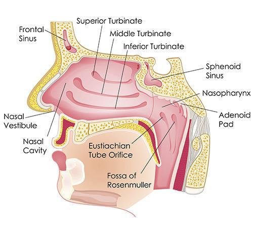 NASAL CAVITIES Nasal septum Turbinates Nares Paranasal air sinuses Dr. Shervin Aminpour.