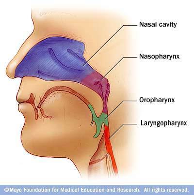 Oropharynx 2.