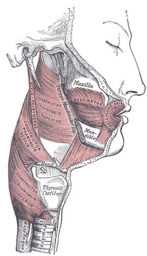 PHARYNGEAL MUSCLES Superior pharyngeal constrictor Middle