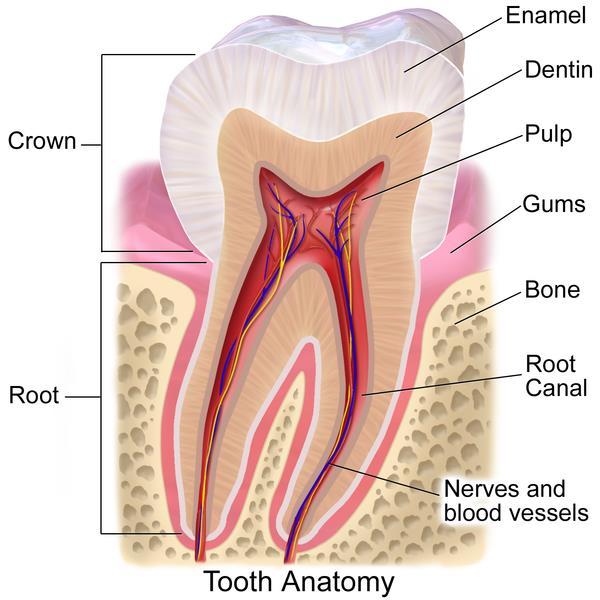 lower dental arches: equal numbers of teeth 1. Incisors 2.