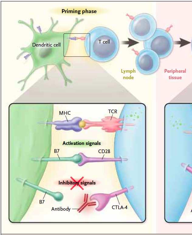 CTLA4 blockade renders T cells