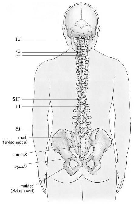 Circle All The Symptoms That Apply. ARE YOUR HEALTH PROBLEMS RELATED TO YOUR SPINAL PROBLEMS? EVERY CELL OF YOUR BODY HAS A NERVE COMPONENT.