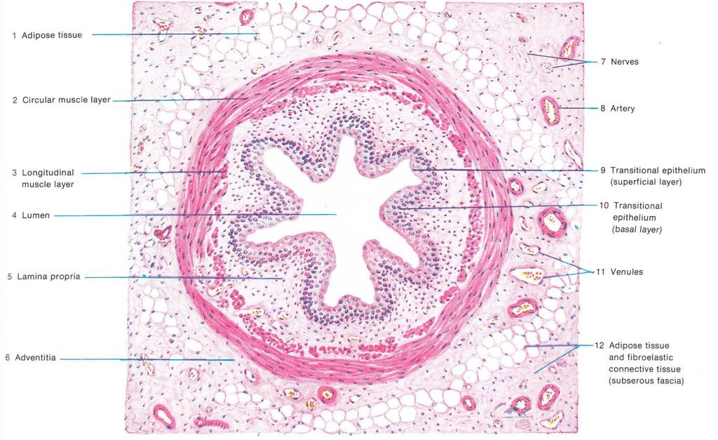 A muscular coat (muscularis) of the ureter is composed of two predominantly inseparable layers of smooth muscle cells.