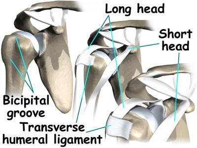 Transverse humeral ligament