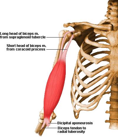 Triangular membranous band, bicipital aponeurosis, runs from the biceps tendon across the cubital
