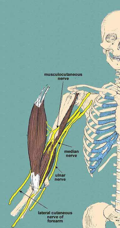 A tap on the tendon of biceps brachii